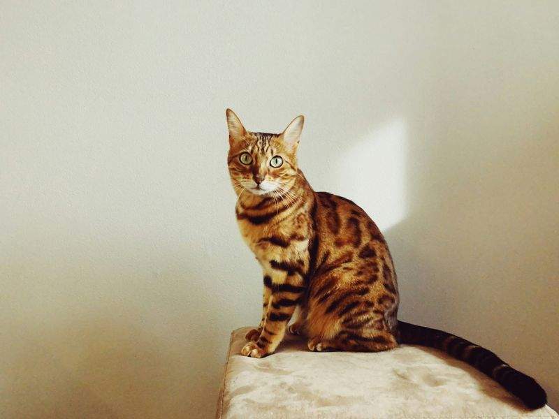Nordic Purr Care 12
