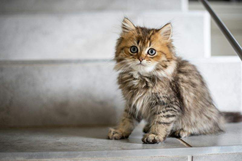Nordic Purr Care 13