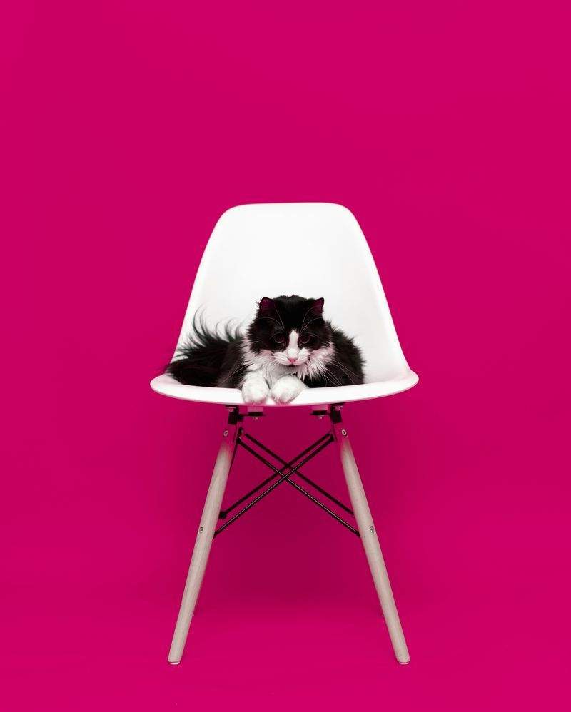 Nordic Purr Care 14