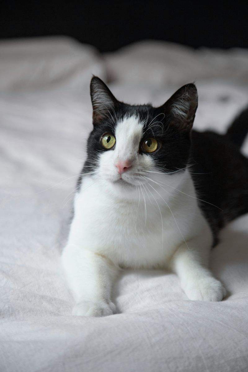 Nordic Purr Care 15