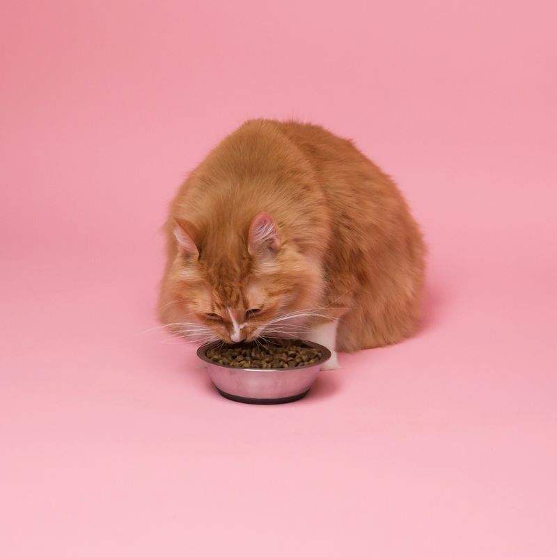 Nordic Purr Care 5