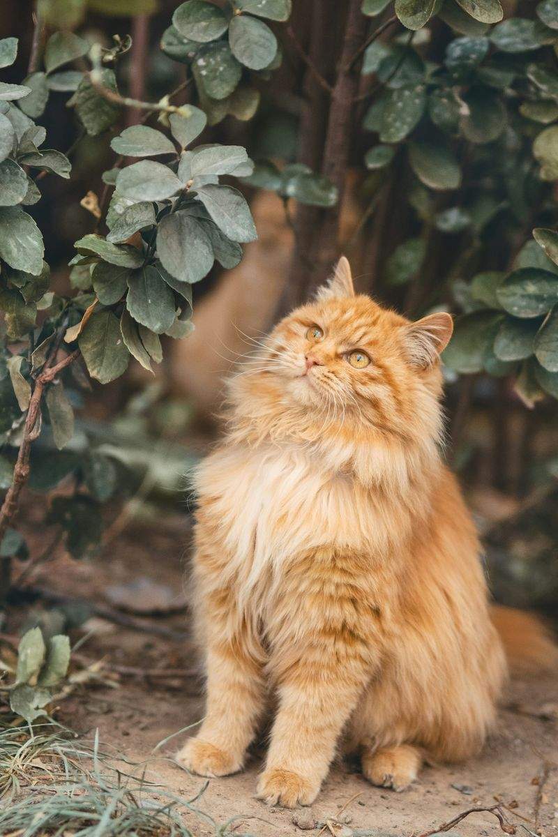 Nordic Purr Care 6