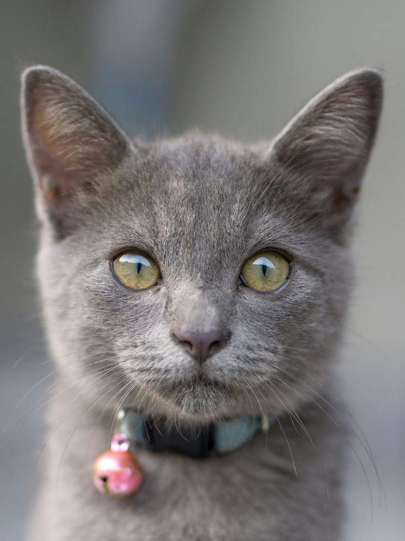 Nordic Purr Care 8