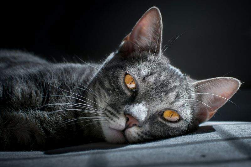 Nordic Purr Care 9
