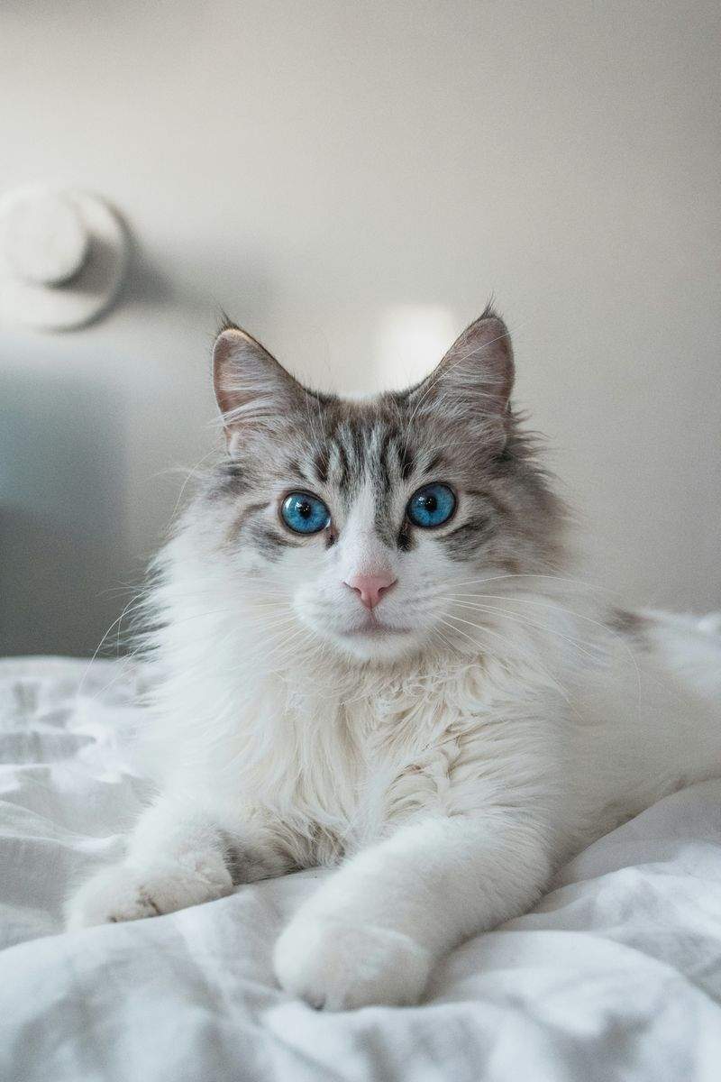Nordic Purr Care