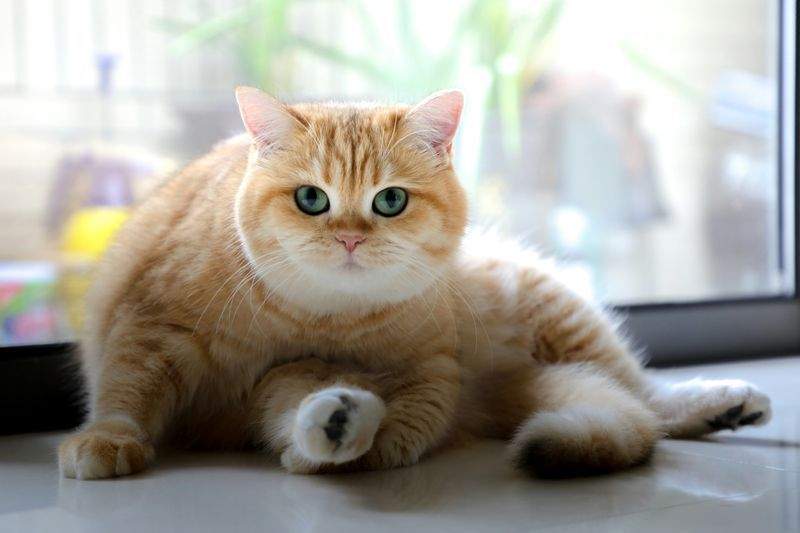 In-home feeding and litter care