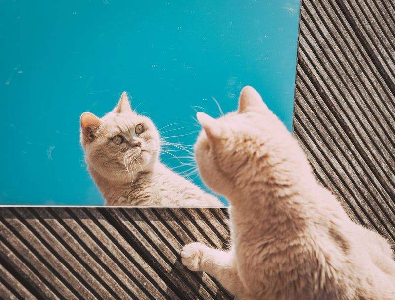 Senior cat wellness checks